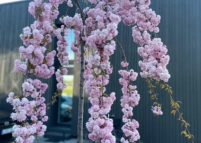 アパート Sea Drop Mano Jura 3 パランガ